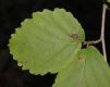 image of Hamamelis virginiana