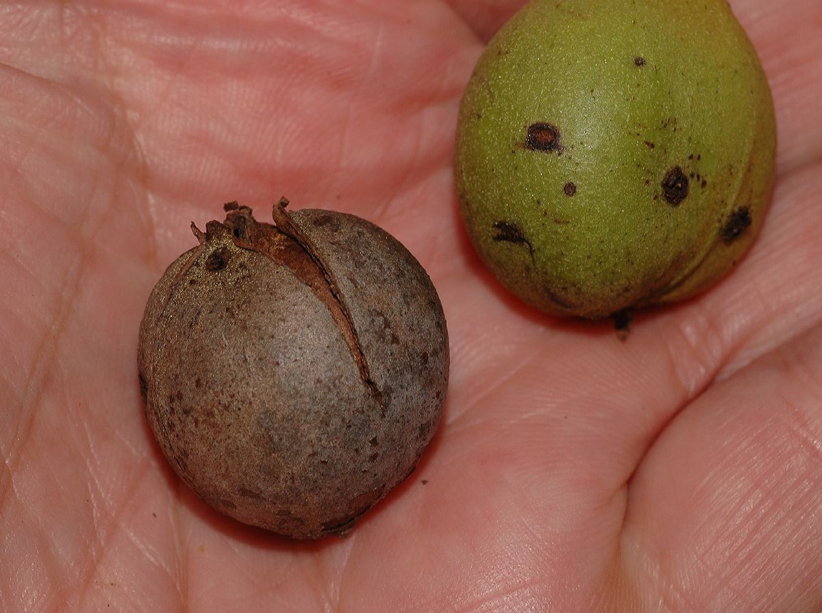 Juglandaceae Carya glabra