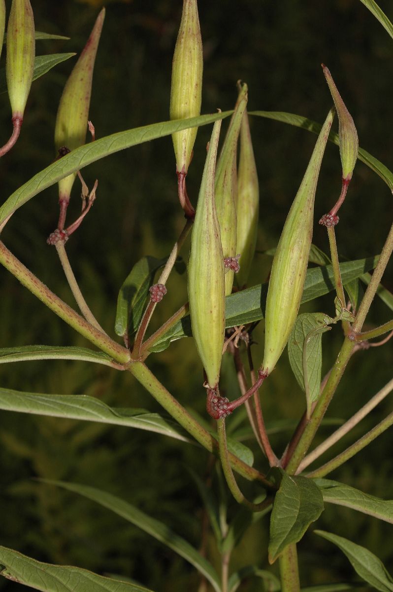 Apocynaceae Asclepias incarnata