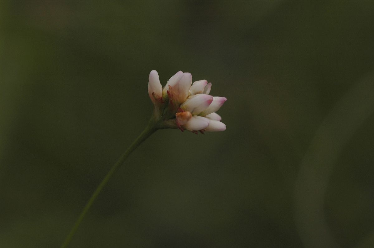 Polygonaceae Polygonum sagittatum