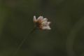 image of Polygonum sagittatum