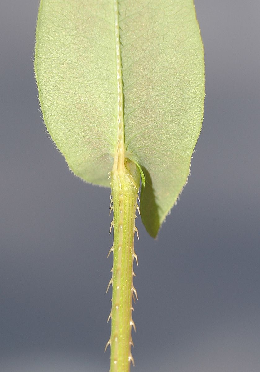 Polygonaceae Polygonum sagittatum