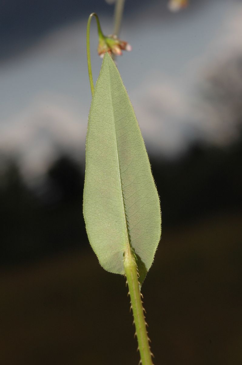 Polygonaceae Polygonum sagittatum