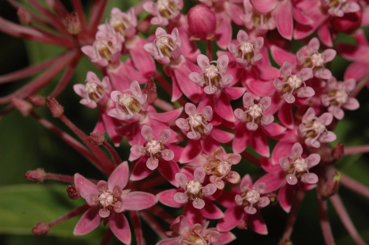 Apocynaceae Asclepias incarnata