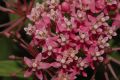 image of Asclepias incarnata