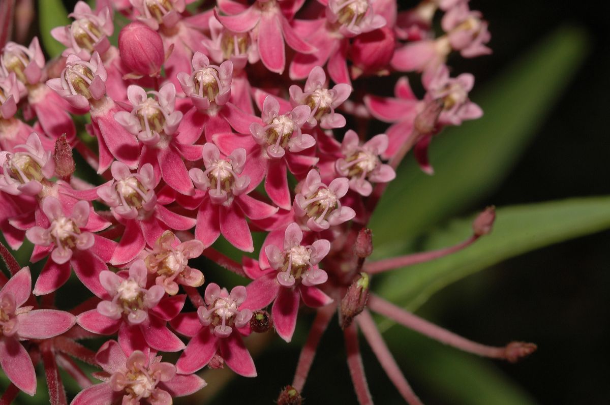 Apocynaceae Asclepias incarnata