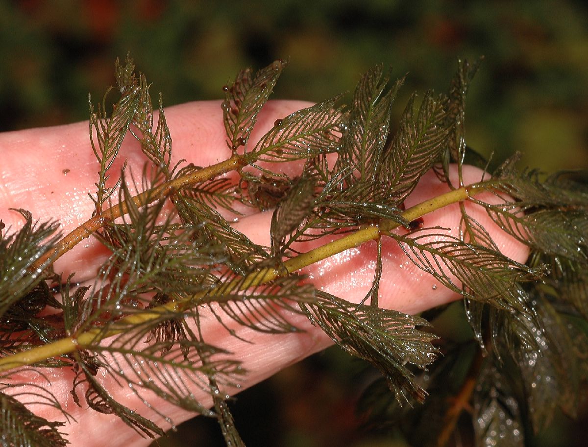 Haloragaceae Myriophyllum spicatum