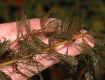 image of Myriophyllum spicatum
