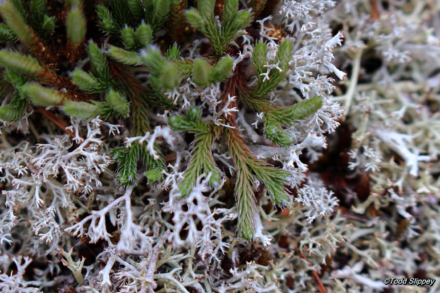 Selaginellaceae Selaginella rupestris