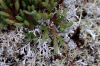 image of Selaginella rupestris