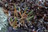 image of Selaginella rupestris