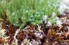 image of Selaginella rupestris