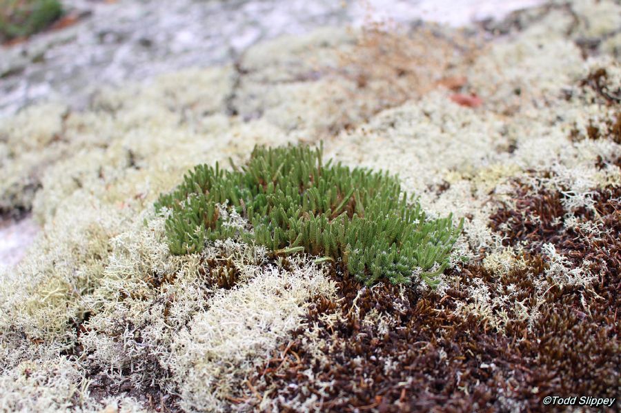 Selaginellaceae Selaginella rupestris