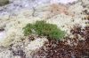 image of Selaginella rupestris