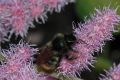 image of Bombus 