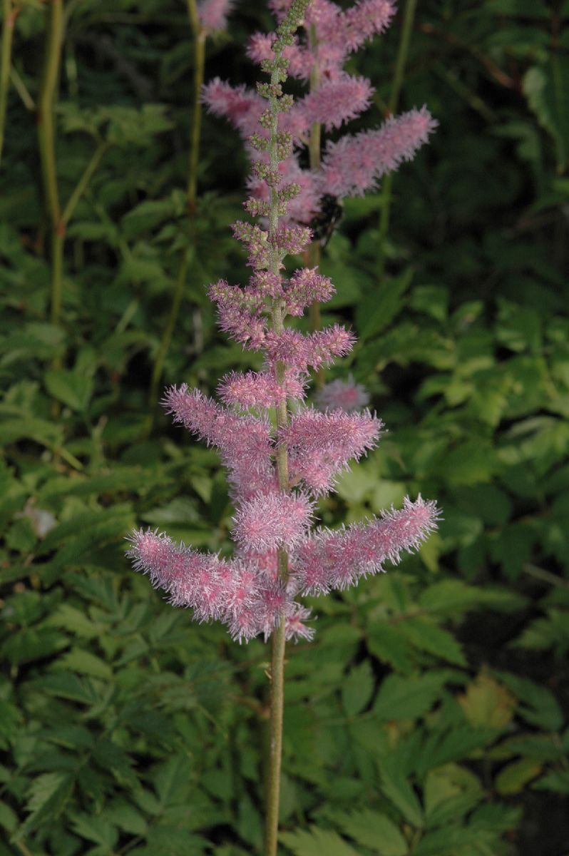 Saxifragaceae Astilbe chinensis