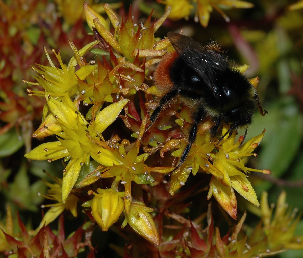 Apidae Bombus 