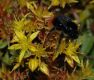 image of Bombus 