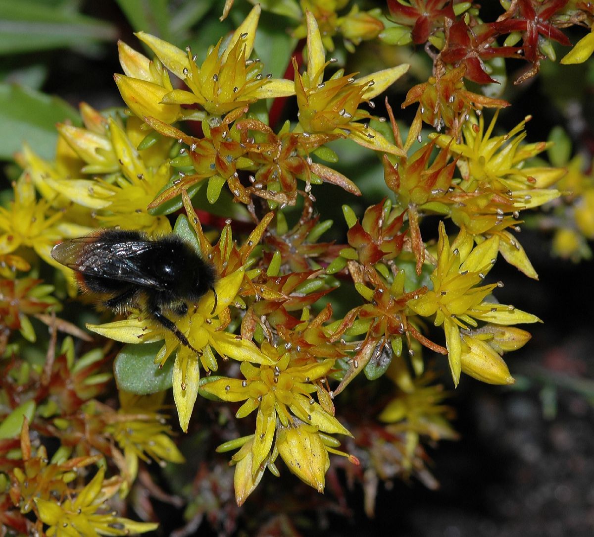 Apidae Bombus 