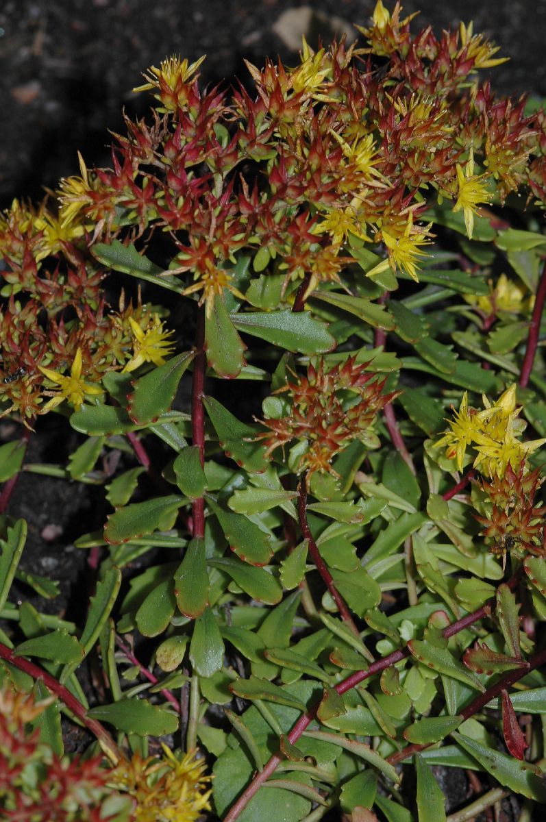 Crassulaceae Sedum floriferum
