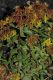 image of Sedum floriferum