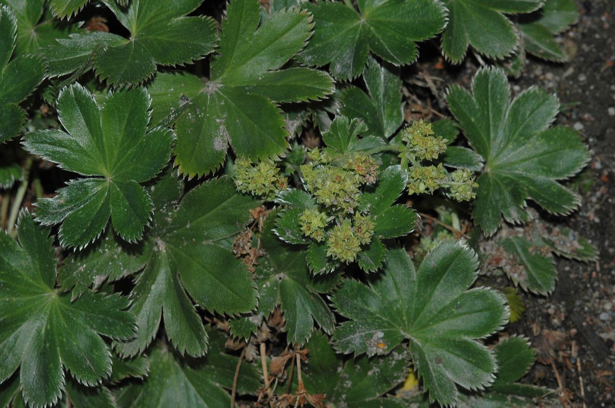 Rosaceae Alchemilla faeroensis