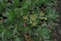 image of Alchemilla faeroensis