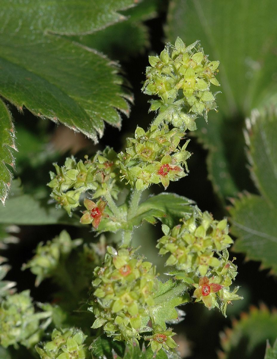 Rosaceae Alchemilla faeroensis