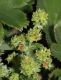image of Alchemilla faeroensis