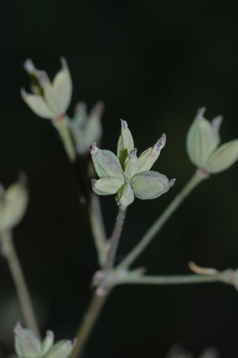 Ranunculaceae Thalictrum minus