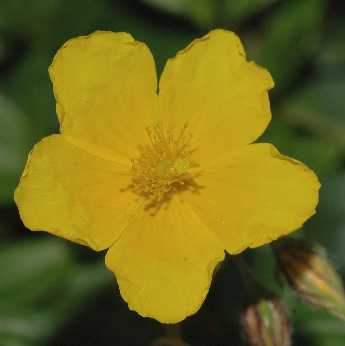 Cistaceae Helianthemum nummularium