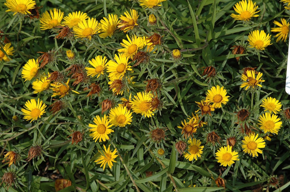 Asteraceae Inula ensifolia
