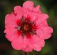 image of Potentilla nepalensis