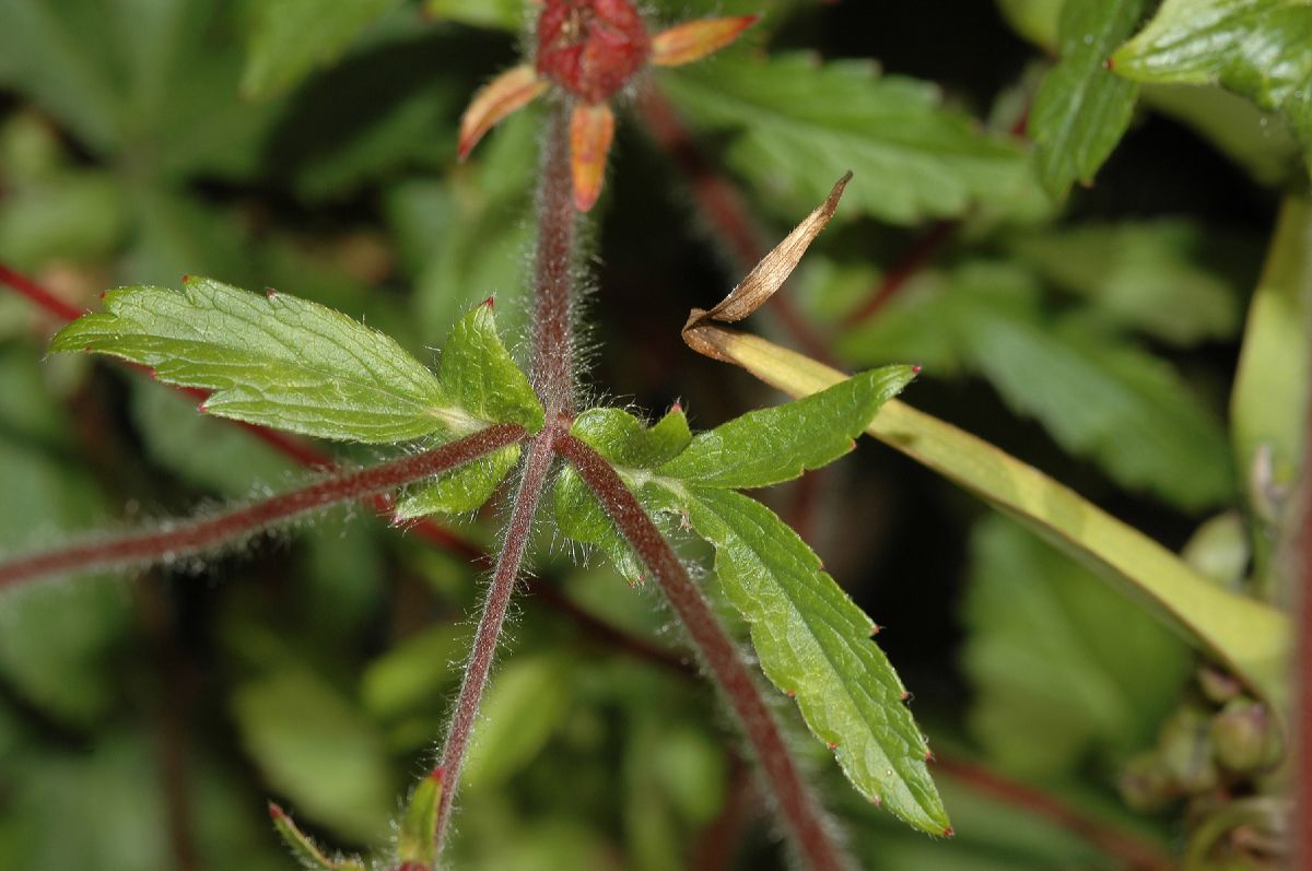 Rosaceae Potentilla nepalensis