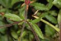 image of Potentilla nepalensis