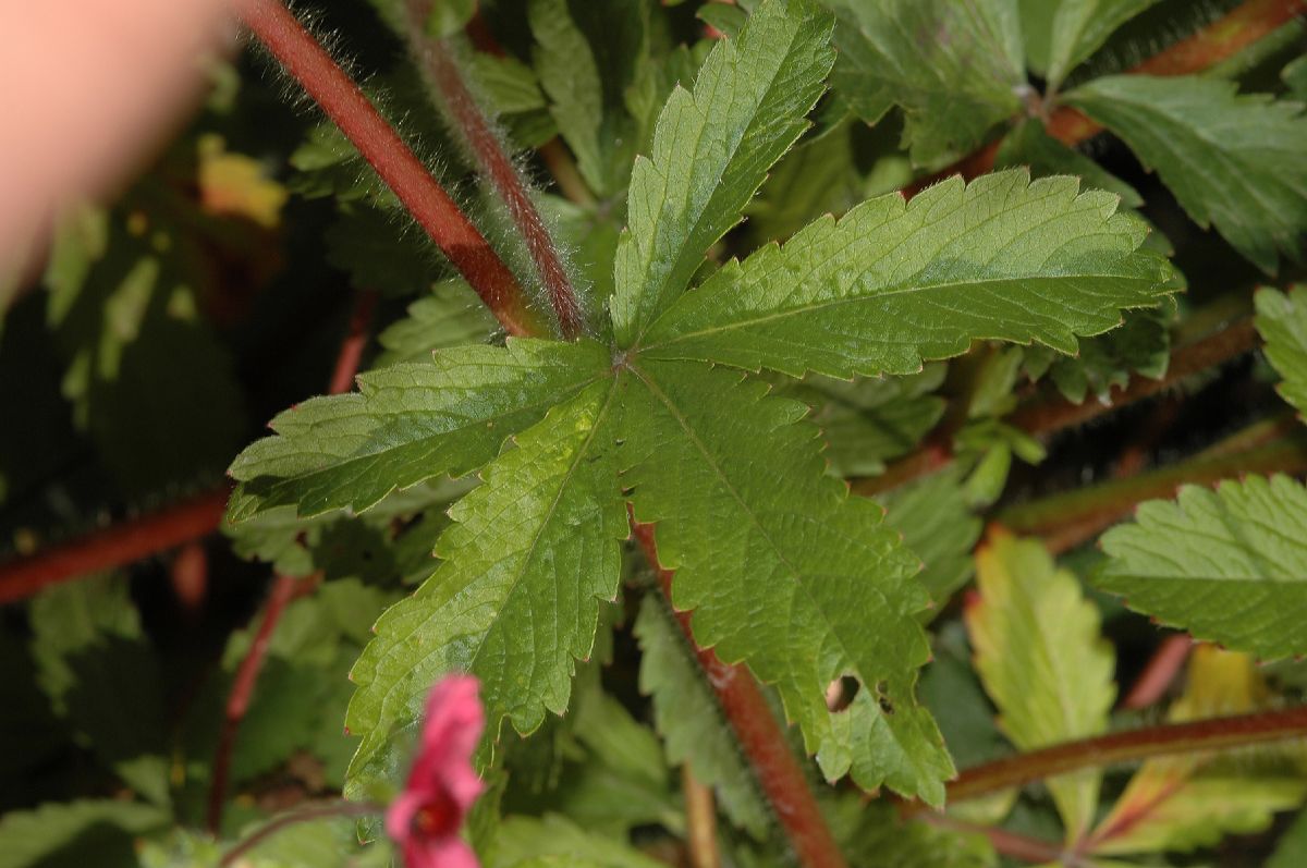 Rosaceae Potentilla nepalensis