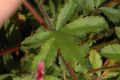 image of Potentilla nepalensis