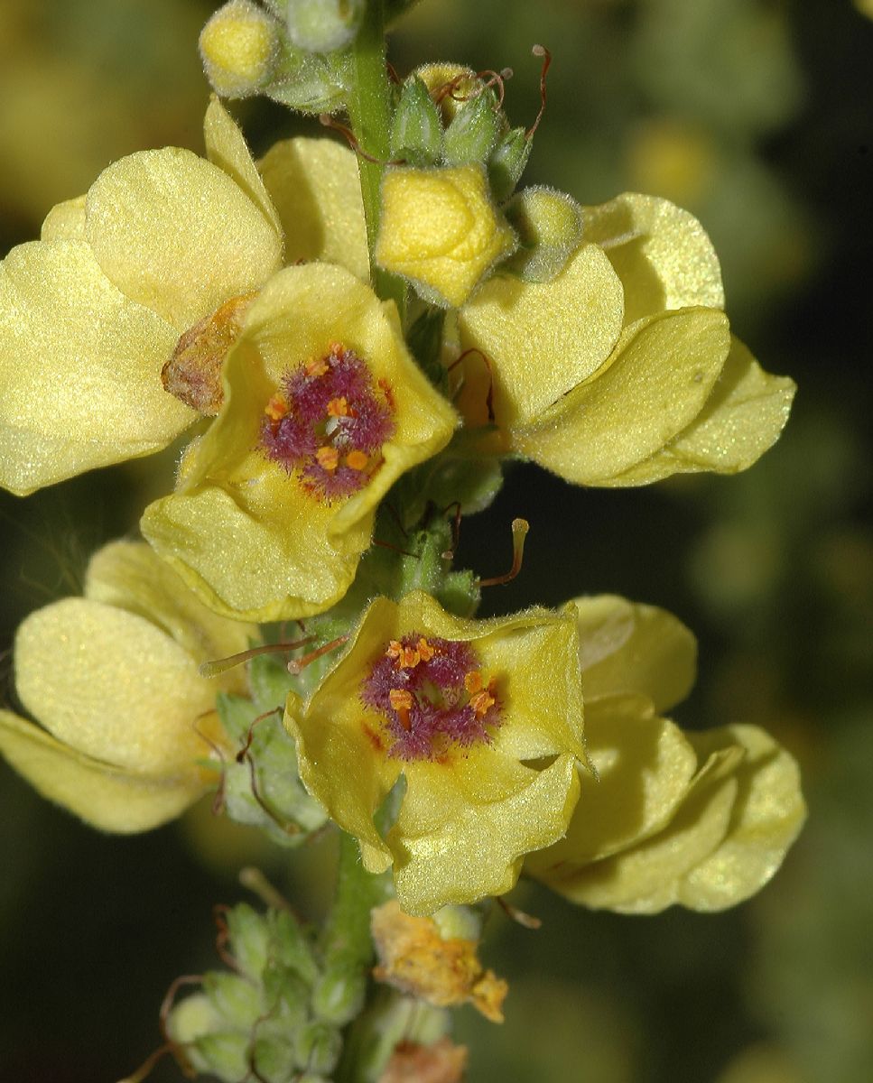 Scrophulariaceae Verbascum austriacum