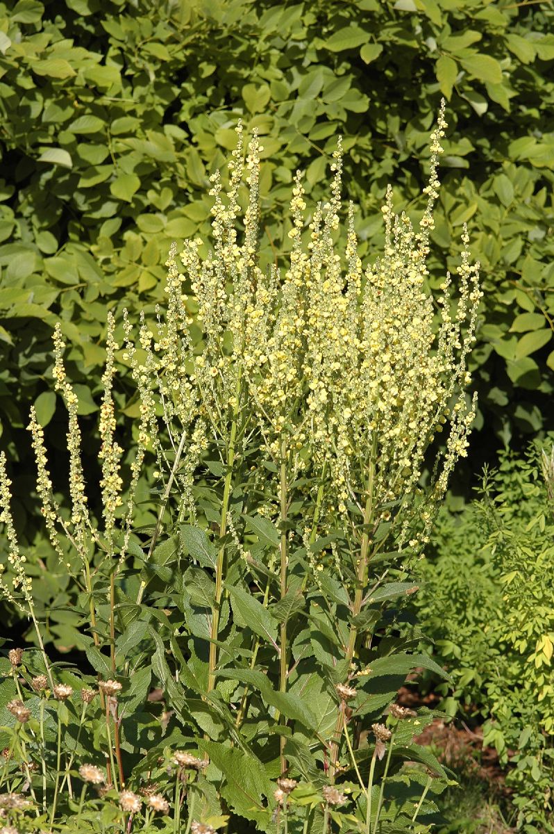 Scrophulariaceae Verbascum austriacum