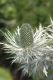 image of Eryngium 
