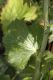 image of Eryngium planum