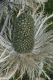 image of Eryngium 