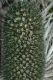 image of Eryngium 