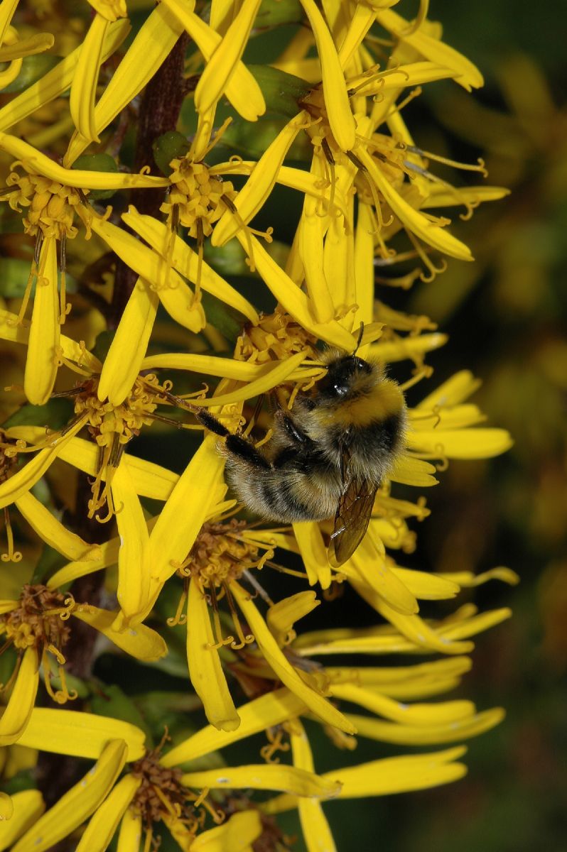Asteraceae Ligularia stenocephala