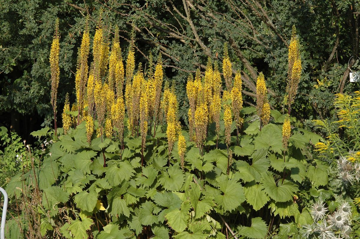 Asteraceae Ligularia stenocephala