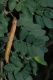 image of Caragana aurantiaca