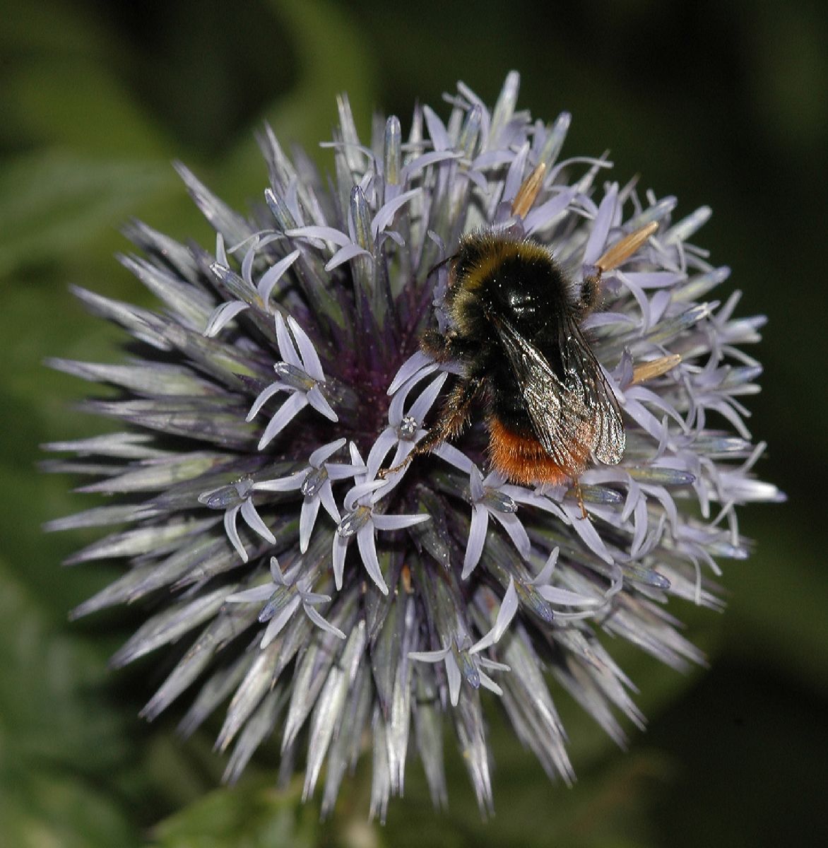 Apidae Bombus 