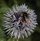 image of Bombus 