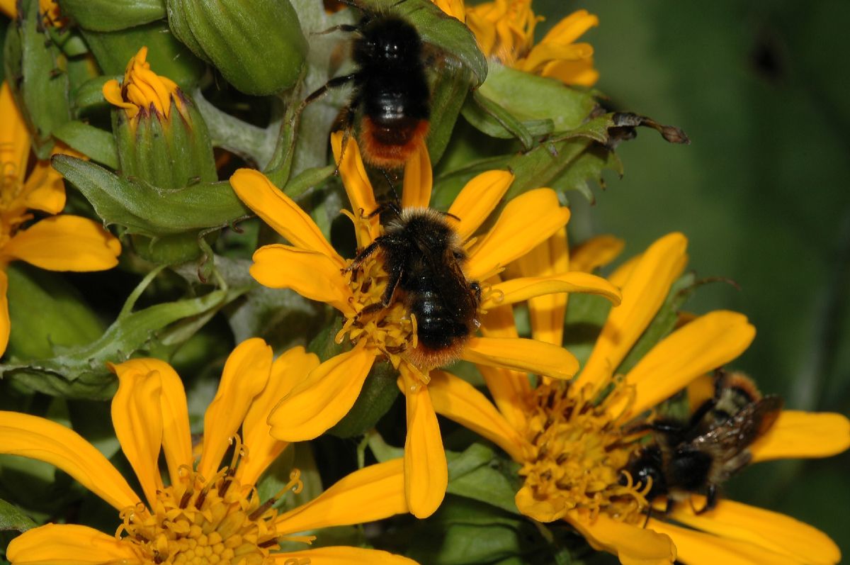 Apidae Bombus 