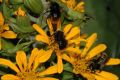 image of Bombus 